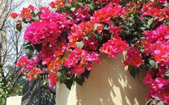 作文校園風(fēng)景線三角梅600字