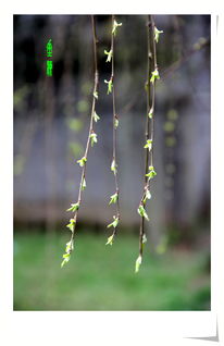 校園春意盎然作文