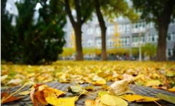 四級秋天的校園作文300字