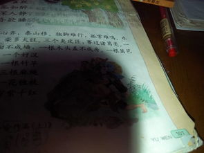 校園里的扇子樹作文