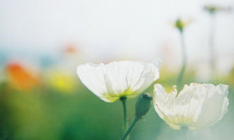 校園感受幸福作文600字作文