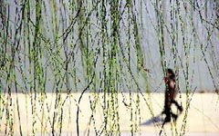 校園發(fā)現(xiàn)的作文250字