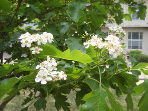 春滿校園的作文800