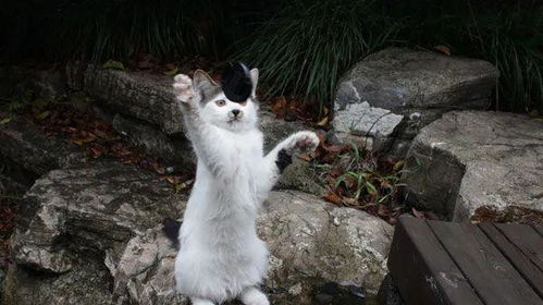 關(guān)愛(ài)校園流浪貓英語(yǔ)作文