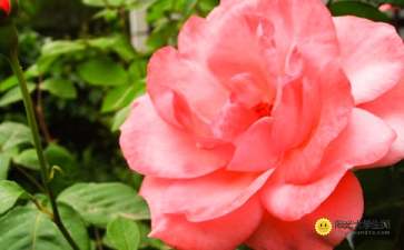 校園一角的月季花作文600字