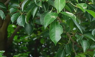 寫校園的香樟樹作文400字