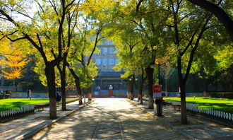 寫美麗校園的樹的作文