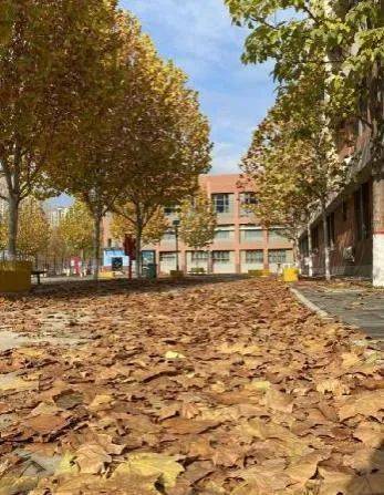 梧桐樹,作文,校園