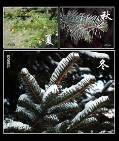 校園的松樹400字作文