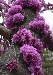 校園的紫荊花作文640個字