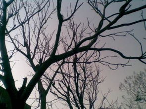 關(guān)于校園的作文用動(dòng)態(tài)和靜態(tài)描寫