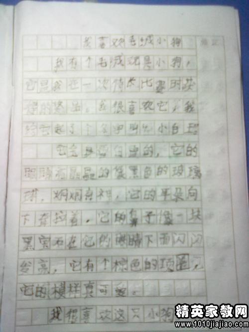 愛護校園環(huán)境觀后感300字作文