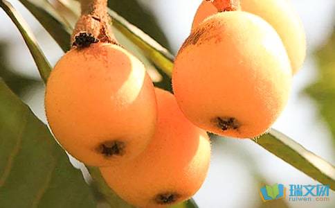 小學(xué)生作文校園的枇杷樹