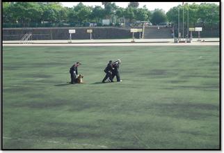 作文校園自然風(fēng)景