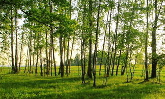 我們的校園作文描寫樹