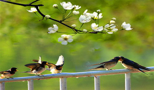 春天校園里的景色作文200字初一