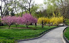 作文,春意,校園