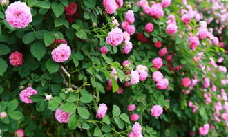 贊美校園花的作文