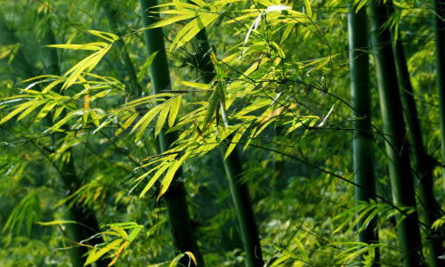 寫校園竹林的作文100字