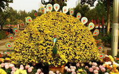 作文,花壇,校園