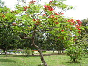 關(guān)于校園的合歡樹的作文