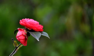 校園的山茶花小作文