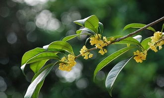 作文,我校,園里,本次