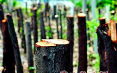 校園的冷杉樹(shù)作文300字