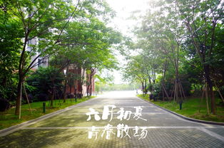 校園時光高中作文600字