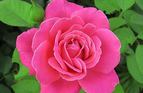 校園里的月季花作文300字三級(jí)