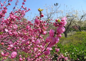 校園里的碧桃作文