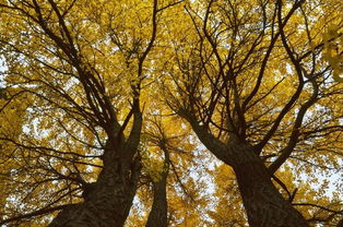 作文,秋色,校園,百字