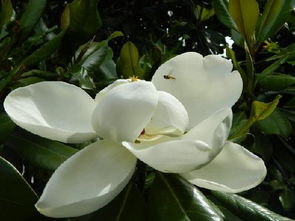 校園里的廣玉蘭作文300字,校園里的廣玉蘭作文500字,校園里的廣玉蘭作文400字