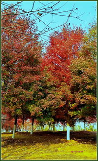 作文,在校,新發(fā)現(xiàn),紅楓