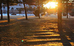 作文,小樹林,校園,范文