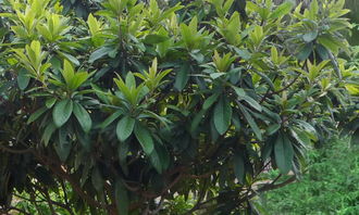 校園里的枇杷樹(shù)作文300個(gè)字