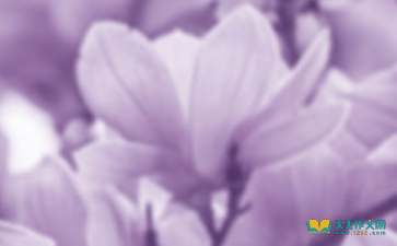 玉蘭花,作文,美麗,校園