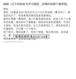 校園的棉花作文