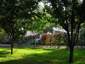 校園里那一道美麗的風(fēng)景線作文