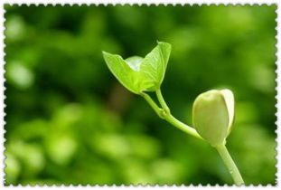 寫關(guān)于校園植物的作文300字