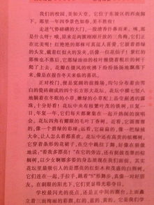 校園里的運動員新聞作文