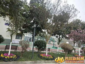 綠化校園環(huán)境美化家園作文