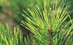 作文校園松樹300