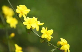 花開,作文,迎春,校園