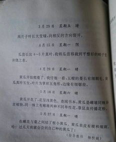 觀察校園一種植物作文