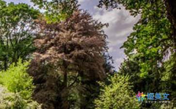 校園這里風(fēng)景獨(dú)好作文開頭