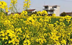 作文,丁香花,開滿,校園