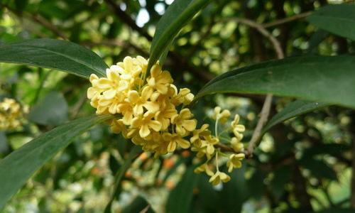 秋天校園里的桂花樹作文