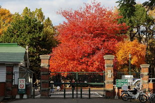 校園里的銀杏大道作文400字,學校的銀杏大道作文,校園的銀杏樹葉作文300