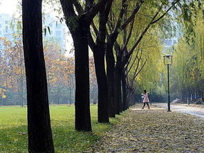 校園作文簡(jiǎn)單50